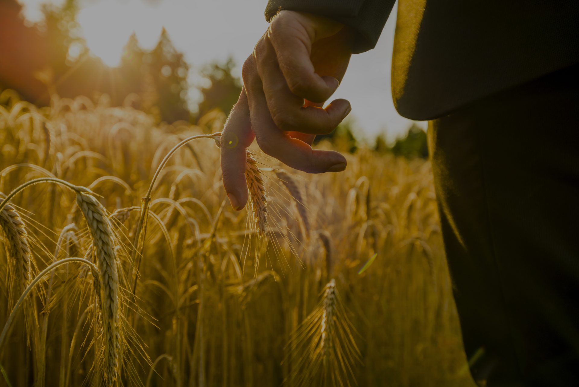 Agricoltore che camminando nel suo campo di grano sfiora con una mano una piccola spiga sotto le luci del tramonto