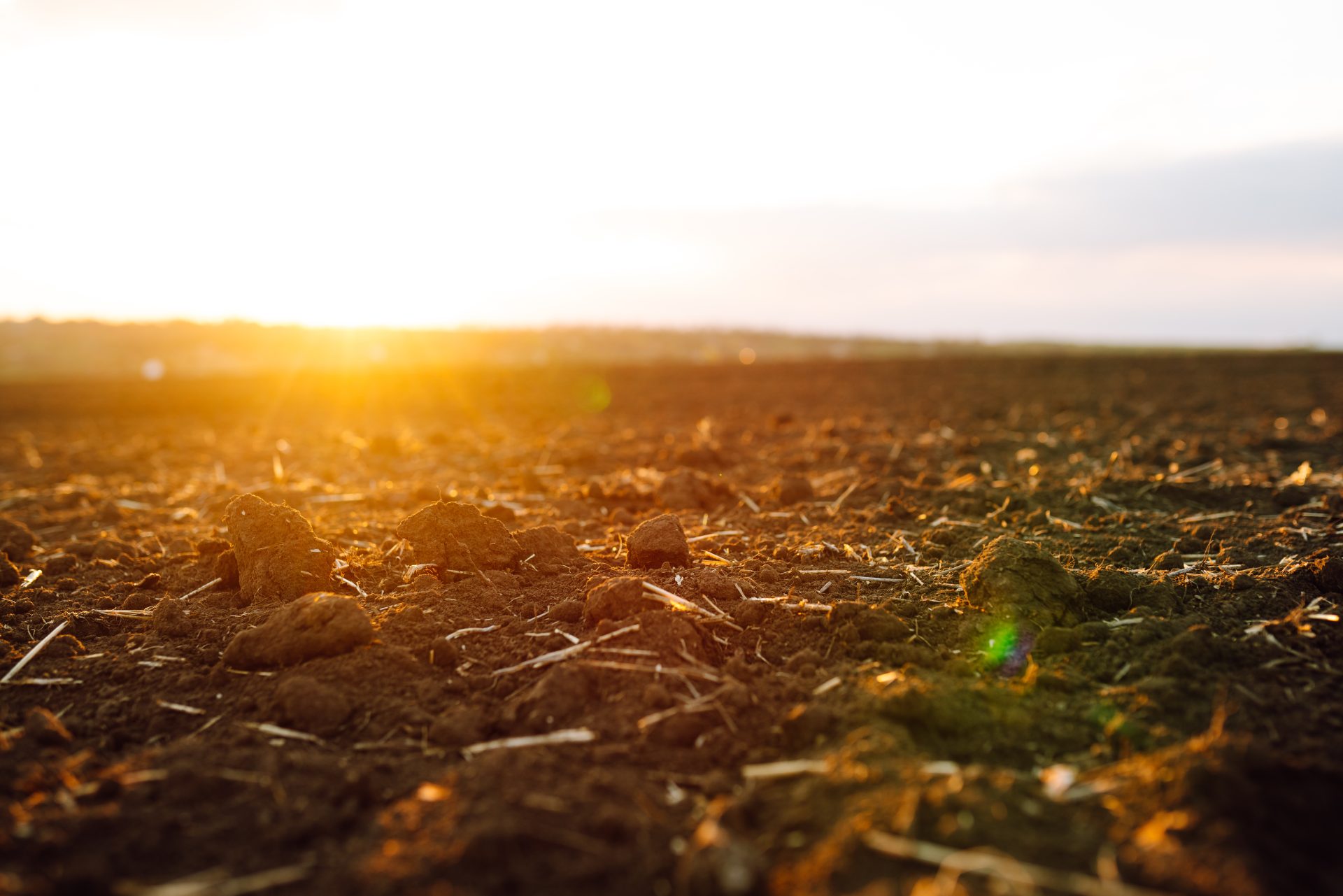 Dettaglio di un terreno fertile, nudo e che ha prodotto raccolto, illuminato dalla luce del tramonto